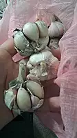 Himalayan Jumbo Garlic