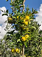 Kinnaur Fresh Apples