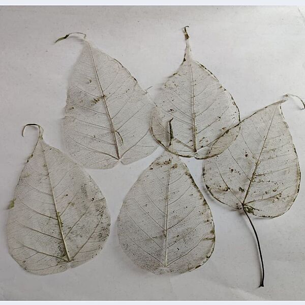 Leaf Skeleton For Embroidery Leaf Skeleton For Embroidery