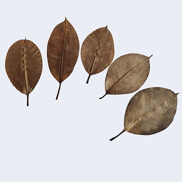 Dry Leaf For Embroidery Dry Leaf For Embroidery