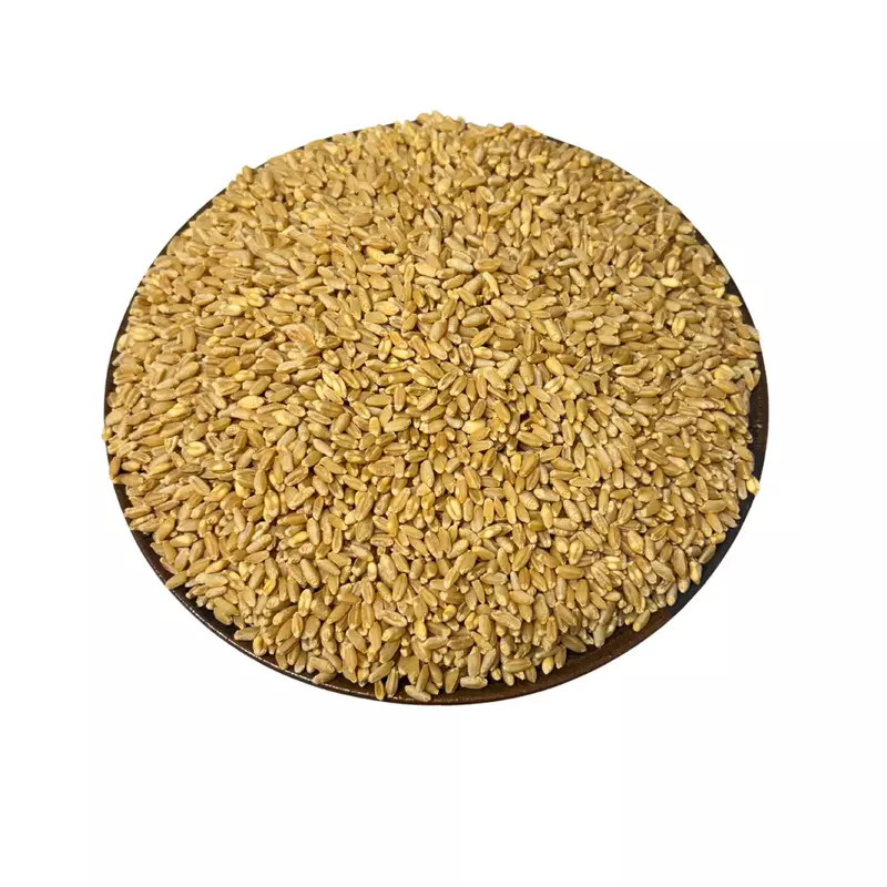 Wheat (Mullukodumai)
