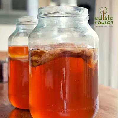 Kombucha SCOBY + Starter Liquid (Live)