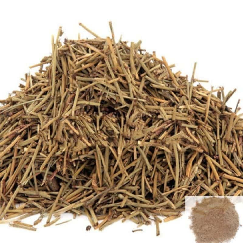 Kurunthatti Ver / Country Mallow Kurunthatti Ver / Country Mallow