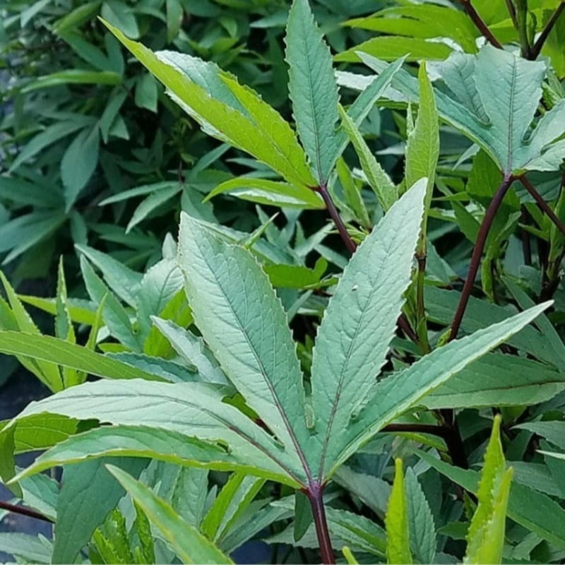 Roselle గోంగూర Gongura