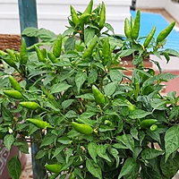 Birds Eye Peppers (Chilli) 10-12 seeds