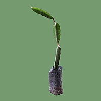 Siam Red Dragon Fruit Plant 3 Months old