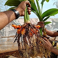 Ghargutee - Lakadong Turmeric Rizhome 20kg Pack