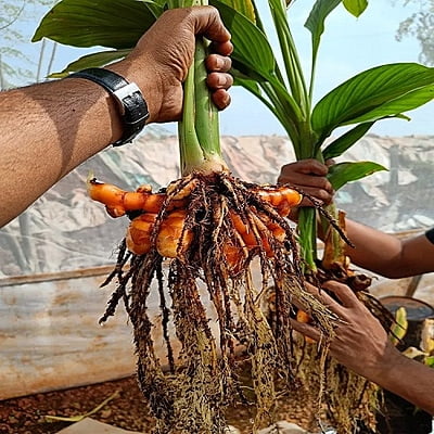 Ghargutee - Lakadong Turmeric Rizhome 20kg Pack Ghargutee - Lakadong Turmeric Rizhome 20kg Pack