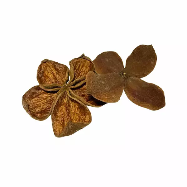Natural dried land lotus flower for eco-friendly floral décor and potpourri by leafndeor