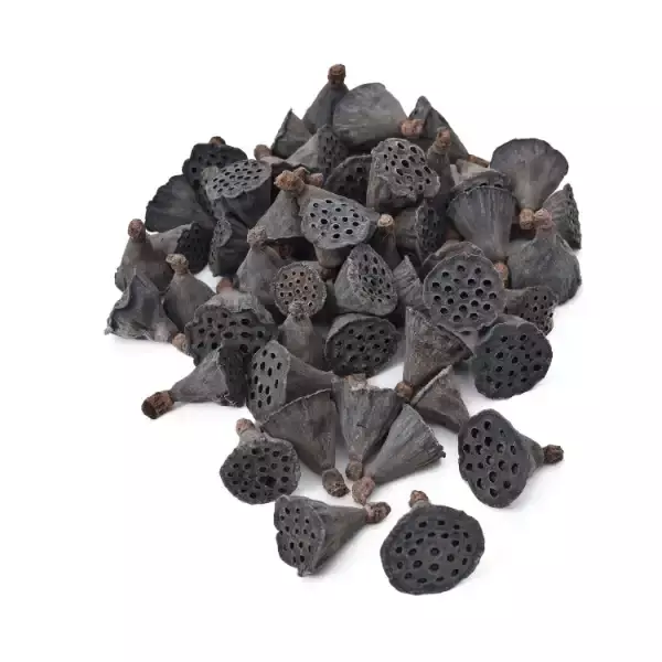 Natural dried lotus pods in brown color for rustic décor and floral arrangements – LEAFNDEOR