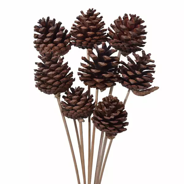Pine Cone Stick