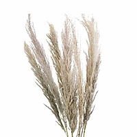 LeafnDeor natural, fluffy dried pampas grass stems, perfect for bohemian and modern home decor. LeafnDeor natural, fluffy dried pampas grass stems, perfect for bohemian and modern home decor.