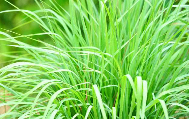 LEMON GRASS FRESH