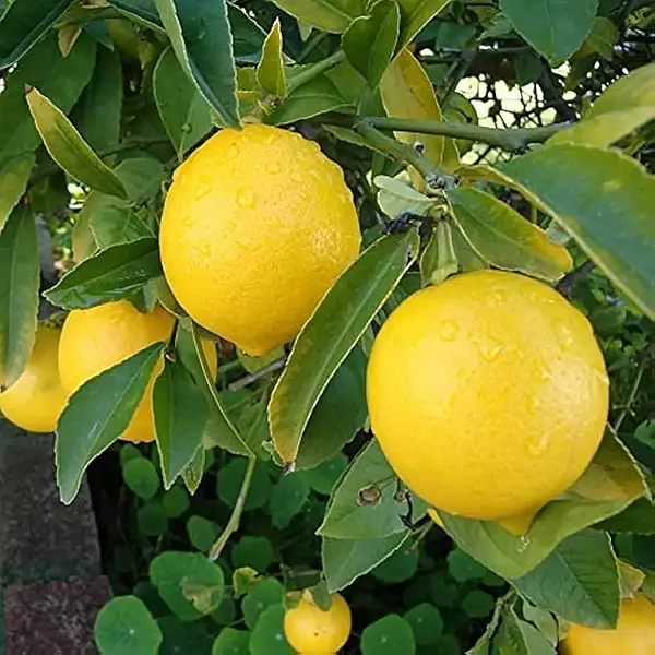 Lemon எலுமிச்சை
