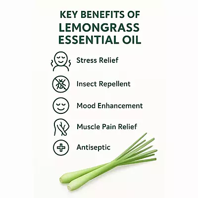 Lemongrass Essential Oil – Pure, Potent, and Uplifting