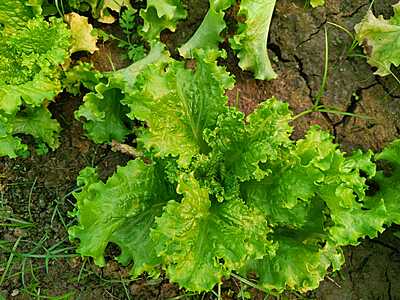 SALAD LEAVES (LETTUCE)