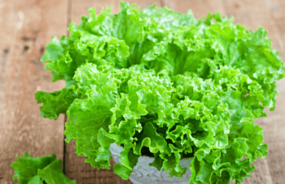 SALAD LEAVES (LETTUCE)