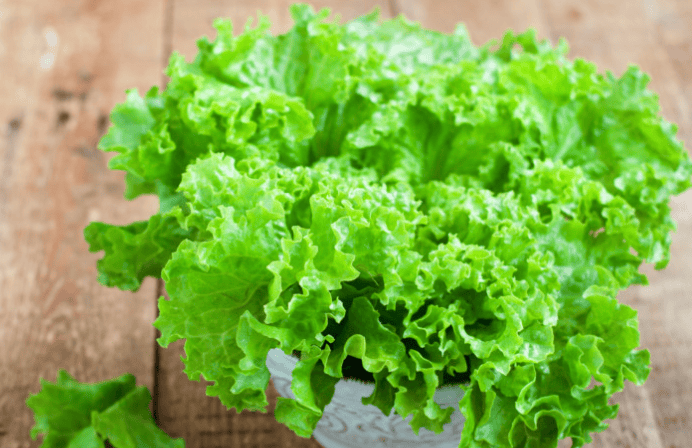 SALAD LEAVES (LETTUCE)