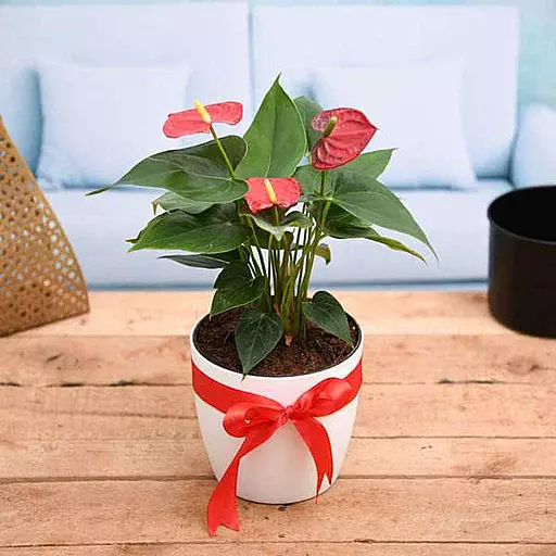 Anthurium Gift