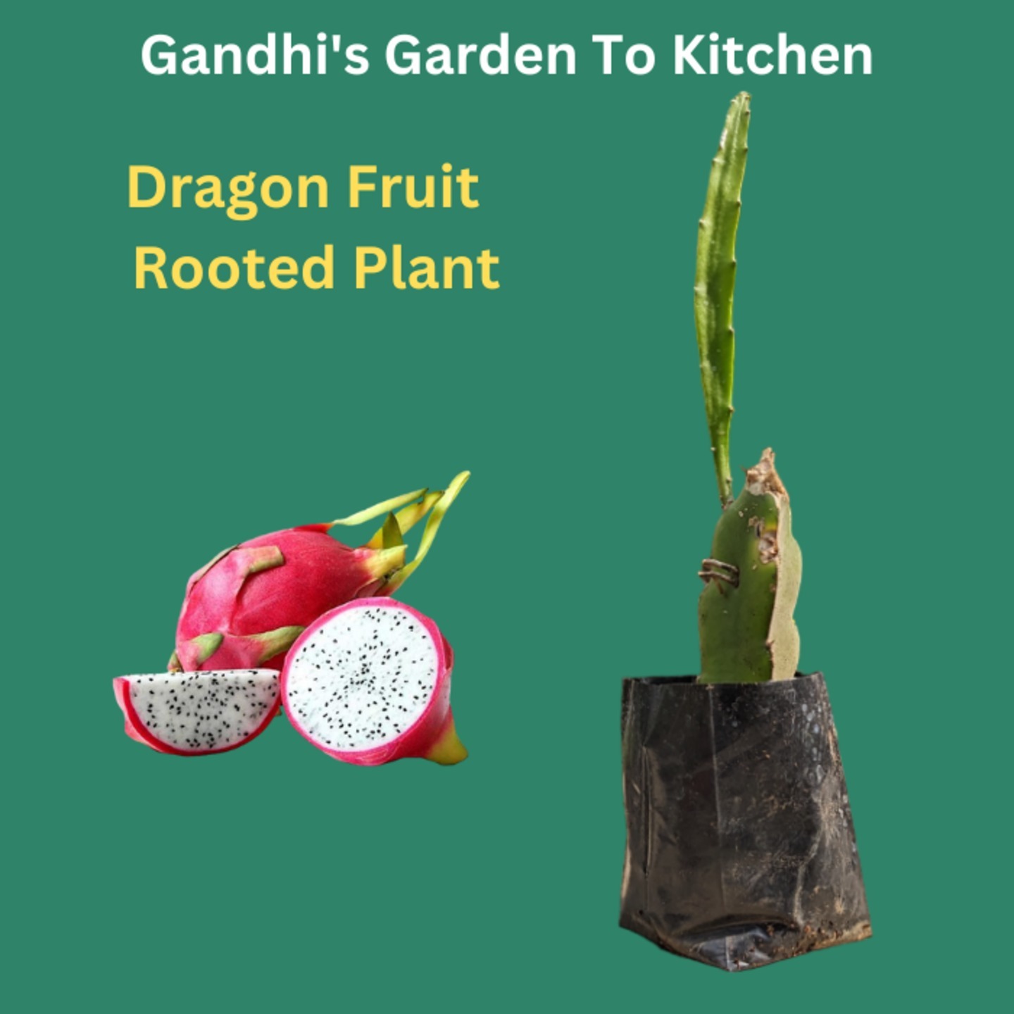 White inside Dragon Fruit - Rooted Plant 3 months old. Inside Sweeter white Pulp and outer Red skin