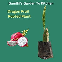 White inside Dragon Fruit - Rooted Plant 3 months old. Inside Sweeter white Pulp and outer Red skin
