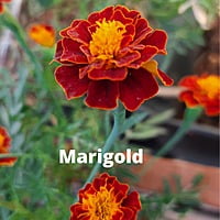 Marigold Flower seeds (15 to 20)
