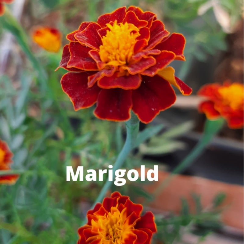 Marigold Flower seeds (15 to 20)