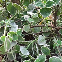 Cuban oregano or Mexican mint or Spanish thyme Plant cutting (మెక్సికన్ వాము ) (1 cut, 2cuts)