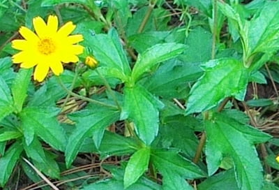 MANJAL KARISALANKANNI / YELLOW FALSE DAISY LEAF POWDER