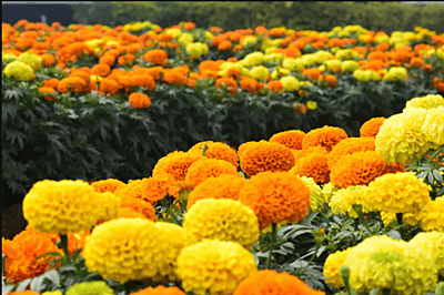Marigold flower