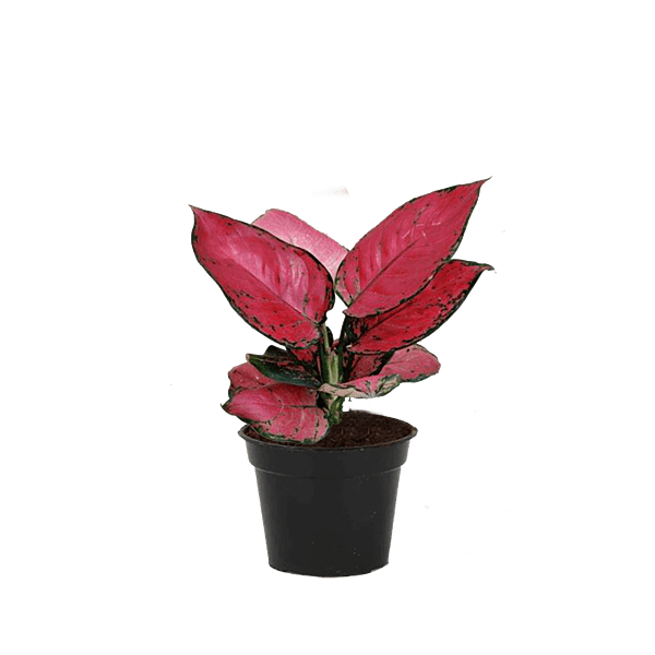 Aglaonema Mehra Maroon