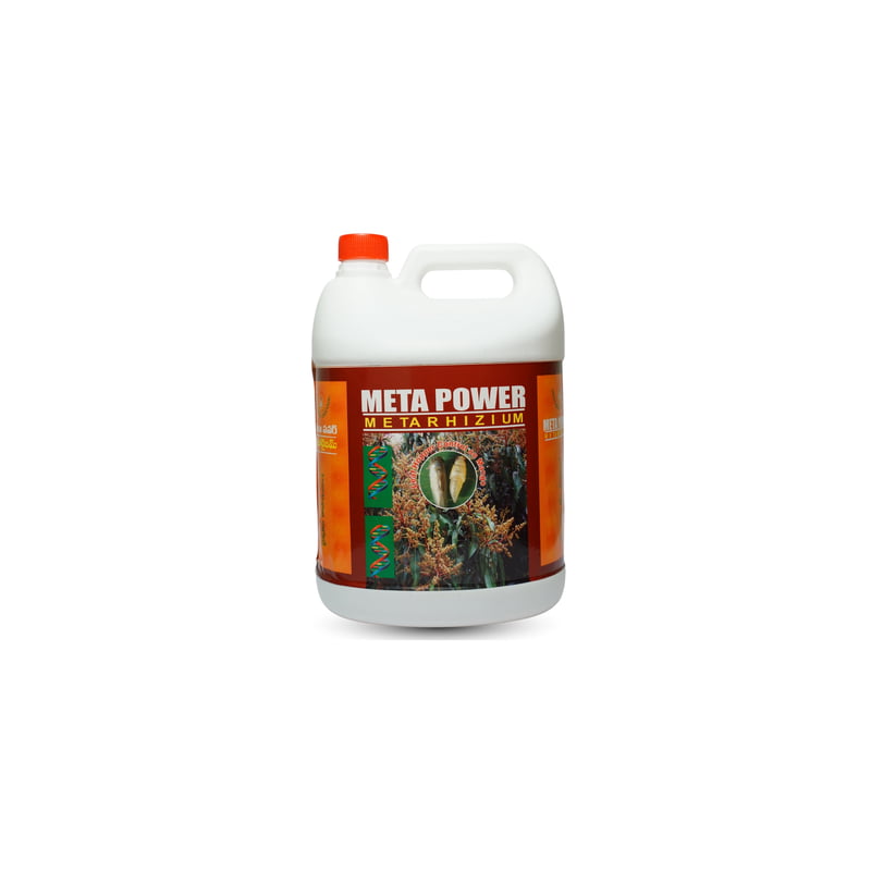 Meta power | The Best Powerful Soil Termites Control - Metarhizium anisoplea