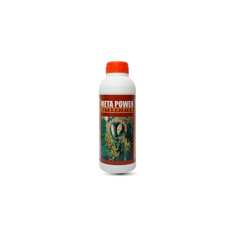 Meta power | The Best Powerful Soil Termites Control - Metarhizium anisoplea