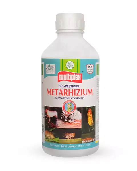 Metarhizium Bio Pesticide
