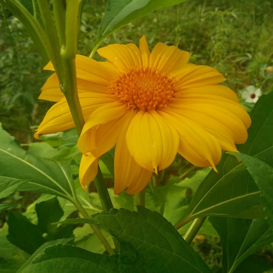 Mexican Sunflower Cuttings