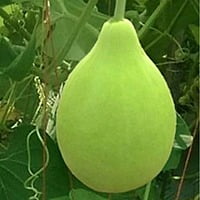 Round Bottle Gourd / Bottle gourd round / సొరకాయ.. ఆనెపు కాయ 8 to 10 seeds
