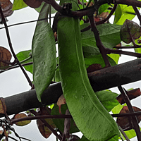 Sword beans climber Teega Chemmakaya (తీగ తమ్మకాయ or చెమ్మకాయ విత్తనాలు ) 2 seeds