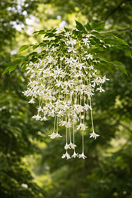 Maramalli Tree Sapling (Indian Cork Tree) | Live Plant | Night Flowering Fragrant Tree
