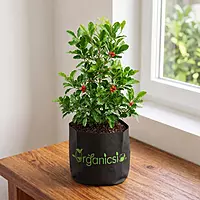 Miracle Berry Plant (Synsepalum Dulcificum)
