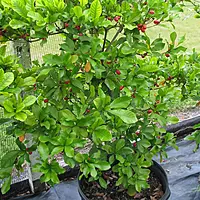 Miracle Berry Plant (Synsepalum Dulcificum)