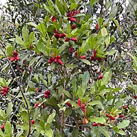 Miracle Berry Plant (Synsepalum Dulcificum)