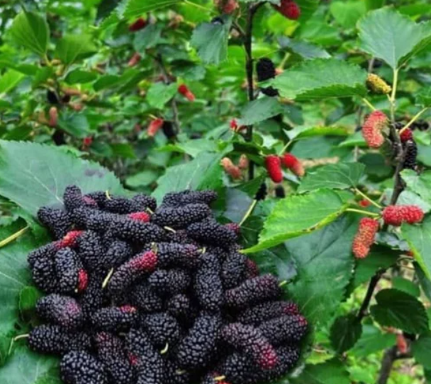SHATOOT (MULBERRY)