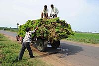 Grain & Paddy First-Mile Bulk Movement Service