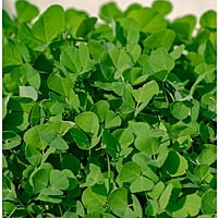 fenugreek seeds మెంతులు Methi dana in 100gms, 500gms, 1kg options