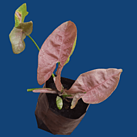 Syngonium podophyllum "Pink"