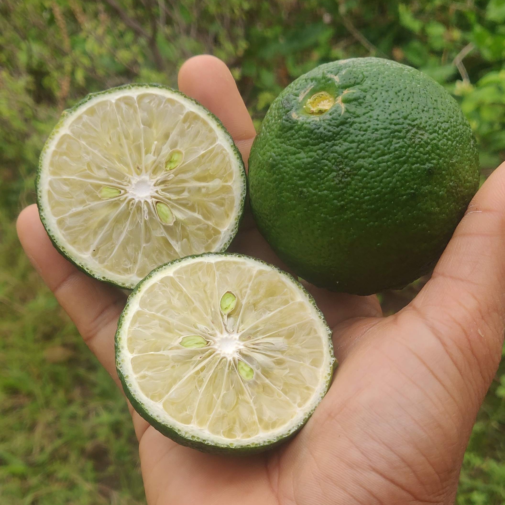 Naarthangai