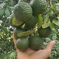 Naarthangai
