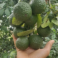Naarthangai