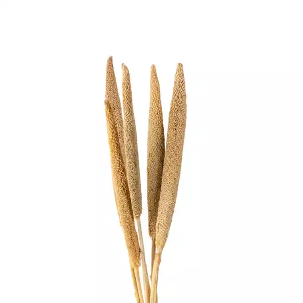 Natural dried bajra stick for boho décor, exotic dry flower arrangements, and craft decoration