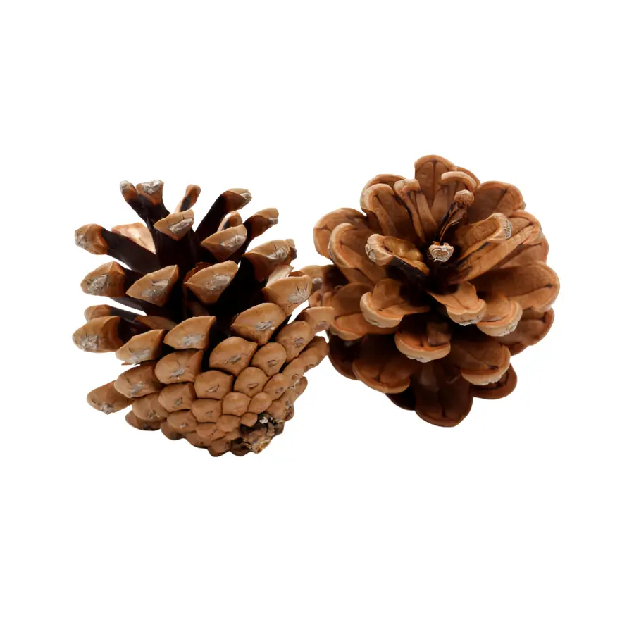 Natural dried pine cones for crafts, home décor, and potpourri by Leafndeor